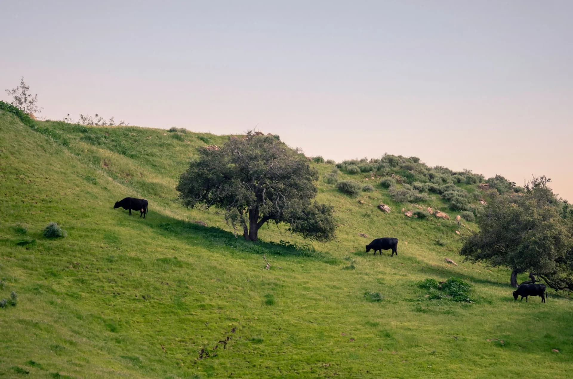 Cattle grazing on green hills in Chino Hills